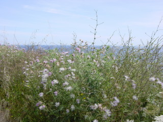 Blumen und das Meer