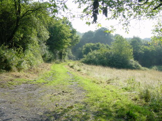 hier gehts in den Wald