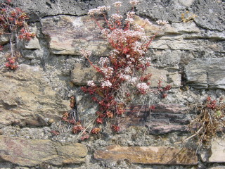 Blumen am Wegesrand