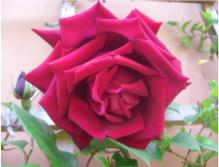 eine Rose :-)